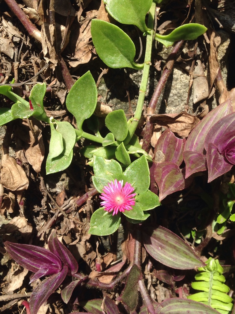 Mesembryanthemum cordifolium L.f.