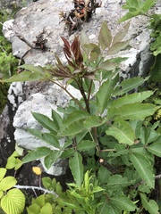 Heteromorpha arborescens abyssinica