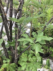Heteromorpha arborescens abyssinica