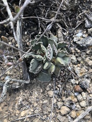 Adromischus cristatus