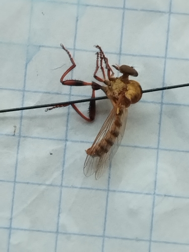 Damalis kerzhneri