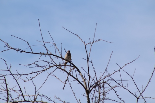 Blue Jay photographed in North Carolina
