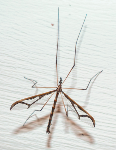 Giant Eastern Crane Fly photo 4