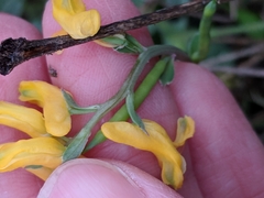Corydalis micrantha