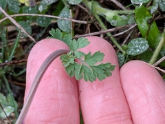 Corydalis micrantha