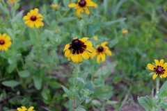 Rudbeckia hirta pulcherrima