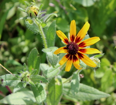 Rudbeckia hirta pulcherrima