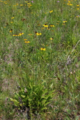 Rudbeckia nitida