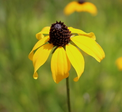 Rudbeckia nitida
