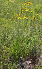 Rudbeckia nitida