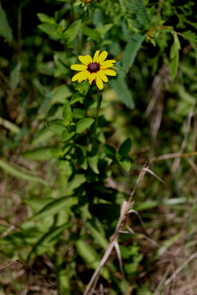 Black-belt Black-eyed Susan