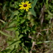 Black-belt Black-eyed Susan - Photo (c) Alvin Diamond, some rights reserved (CC BY-NC), uploaded by Alvin Diamond