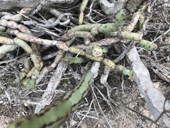 Baculellum articulatum