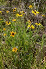 Rudbeckia terranigrae