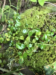 Peperomia retusa