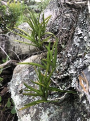 Tridactyle tricuspis