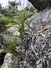 Tridactyle tricuspis