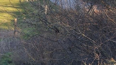 Turdus merula