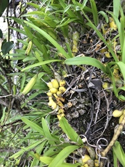 Polystachya ottoniana