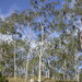 Lemon-scented Gum - Photo (c) Dean Nicolle, some rights reserved (CC BY-NC), uploaded by Dean Nicolle