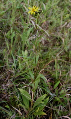 Silphium asteriscus latifolium