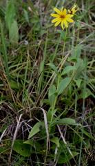 Silphium asteriscus latifolium