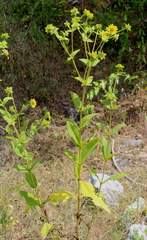 Silphium glutinosum
