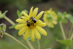 Silphium glutinosum