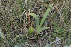 Iris aphylla