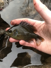 Lepomis punctatus