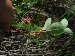 Salix fuscescens