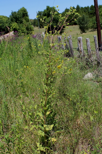 Old Cahaba rosinweed (Silphium perplexum)