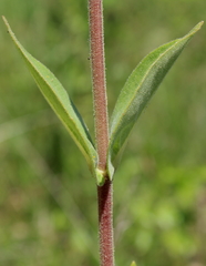 Silphium perplexum