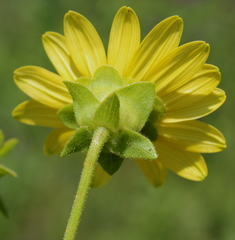 Silphium perplexum