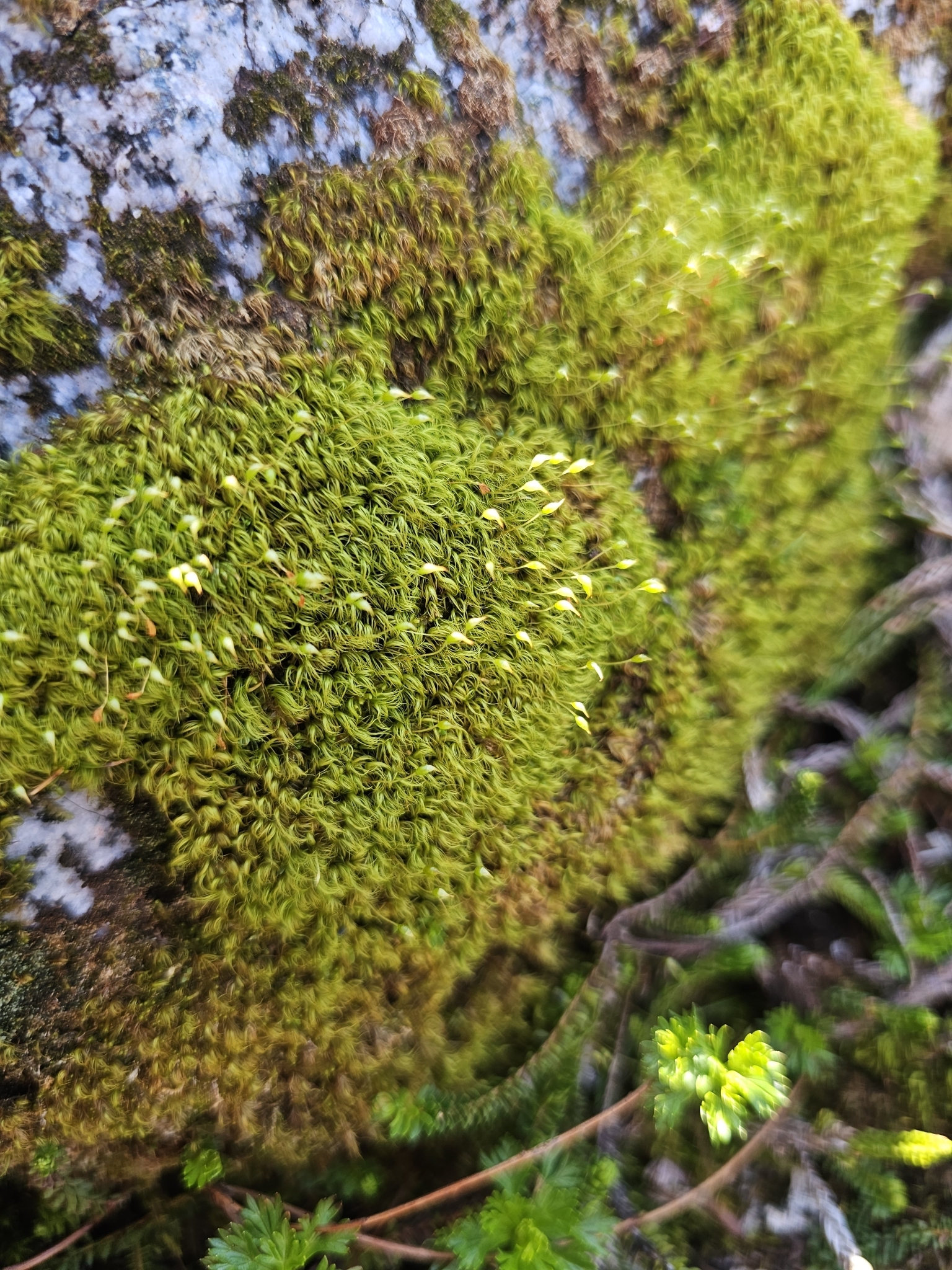 Kiaeria falcata