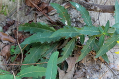Silphium asteriscus simpsonii