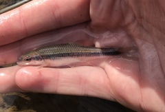Notropis lutipinnis
