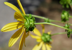 Silphium asteriscus simpsonii