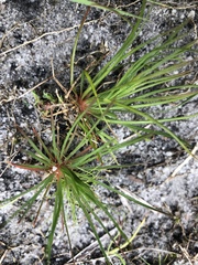 Psammotropha myriantha