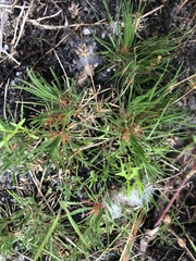Psammotropha myriantha