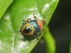 Tynacantha marginata