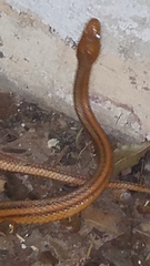 Pantherophis alleghaniensis image