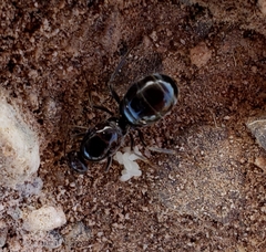 Myrmecocystus
