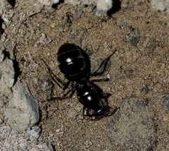 Myrmecocystus