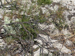 Leucospermum tomentosum
