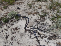 Leucospermum tomentosum