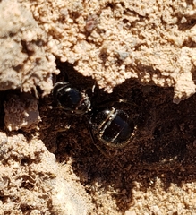 Myrmecocystus