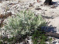 Leucospermum tomentosum