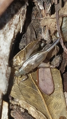 Anaxipha imitator