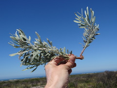 Leucospermum tomentosum